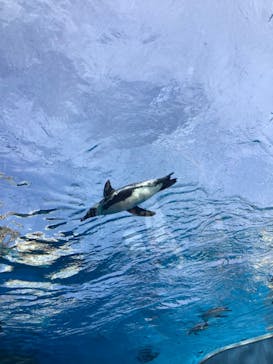 サンシャイン水族館に投稿された画像（2024/4/28）