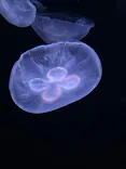 サンシャイン水族館に投稿された画像（2024/4/29）