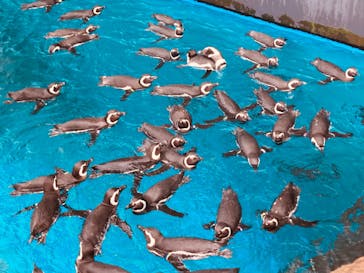 上越市立水族博物館 うみがたりに投稿された画像（2024/4/28）
