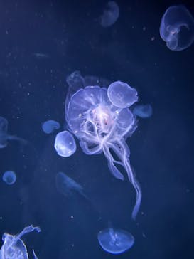 サンシャイン水族館に投稿された画像（2024/4/28）