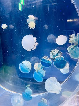 名古屋港水族館に投稿された画像（2024/4/28）