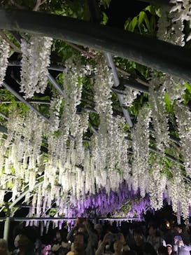 浜名湖花博2024に投稿された画像（2024/4/28）