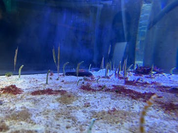 名古屋港水族館に投稿された画像（2024/4/29）