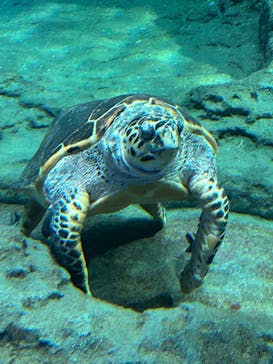 名古屋港水族館に投稿された画像（2024/4/29）