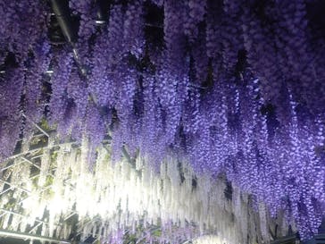 浜名湖花博2024に投稿された画像（2024/4/29）