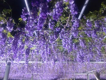 浜名湖花博2024に投稿された画像（2024/4/29）