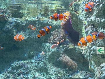 サンシャイン水族館に投稿された画像（2024/4/29）