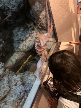 しながわ水族館に投稿された画像（2024/4/29）