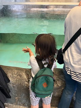 しながわ水族館に投稿された画像（2024/4/29）