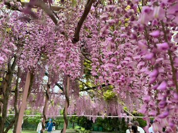 浜名湖花博2024に投稿された画像（2024/4/29）