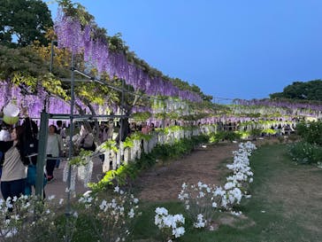 浜名湖花博2024に投稿された画像（2024/4/29）