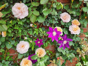 横浜イングリッシュガーデンに投稿された画像（2024/4/29）