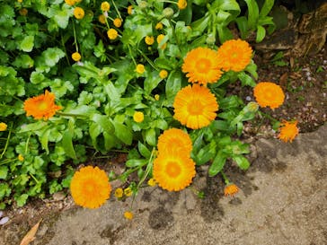 横浜イングリッシュガーデンに投稿された画像（2024/4/29）