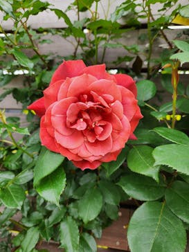 横浜イングリッシュガーデンに投稿された画像（2024/4/29）