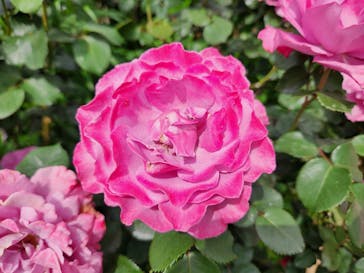 横浜イングリッシュガーデンに投稿された画像（2024/4/29）