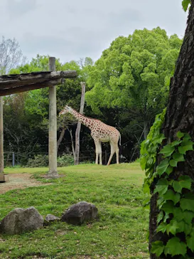 天王寺動物園に投稿された画像（2024/4/29）