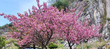 あぶくま洞に投稿された画像（2024/4/29）