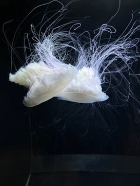 アクアワールド茨城県大洗水族館に投稿された画像（2024/4/29）