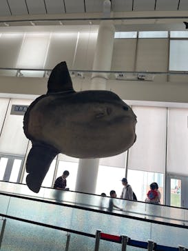 アクアワールド茨城県大洗水族館に投稿された画像（2024/4/29）