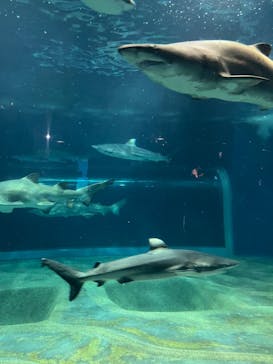 アクアワールド茨城県大洗水族館に投稿された画像（2024/4/29）