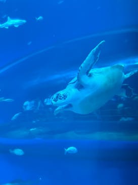 アクアワールド茨城県大洗水族館に投稿された画像（2024/4/29）