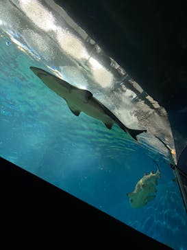 アクアワールド茨城県大洗水族館に投稿された画像（2024/4/29）