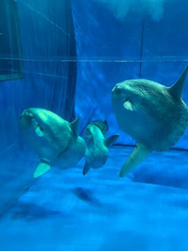 アクアワールド茨城県大洗水族館に投稿された画像（2024/4/29）