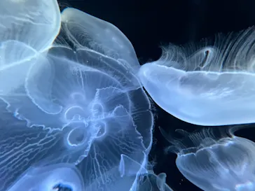 仙台うみの杜水族館に投稿された画像（2024/4/29）