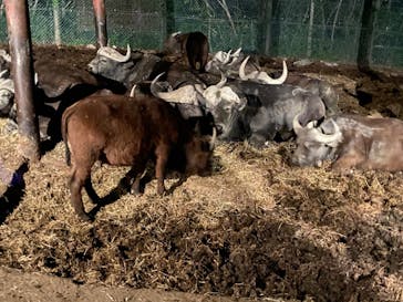 群馬サファリパークに投稿された画像（2024/4/29）