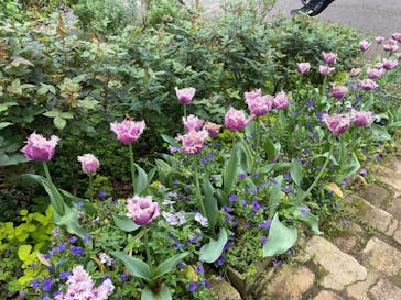 ACAO FORESTに投稿された画像（2024/4/29）