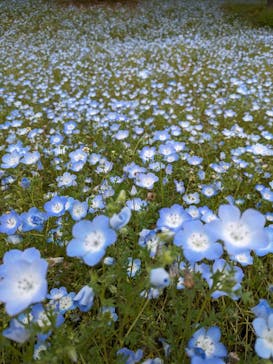 ぎふワールド・ローズガーデンに投稿された画像（2024/4/29）