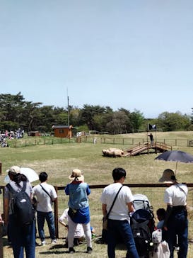 那須どうぶつ王国に投稿された画像（2024/4/29）