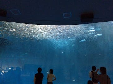 名古屋港水族館に投稿された画像（2024/4/29）