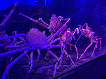 仙台うみの杜水族館に投稿された画像（2024/4/29）
