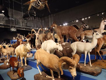 特別展「大哺乳類展３－わけてつなげて大行進」に投稿された画像（2024/4/29）