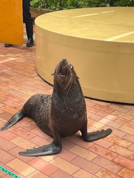 マクセル アクアパーク品川に投稿された画像（2024/4/29）