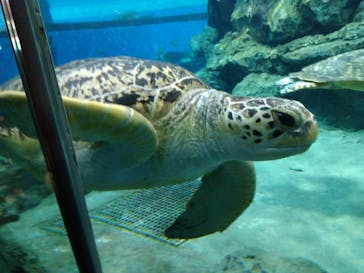 名古屋港水族館に投稿された画像（2024/4/29）