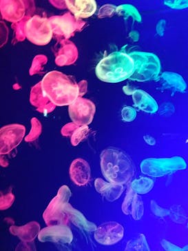 名古屋港水族館に投稿された画像（2024/4/29）