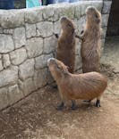 伊豆シャボテン動物公園に投稿された画像（2024/4/29）