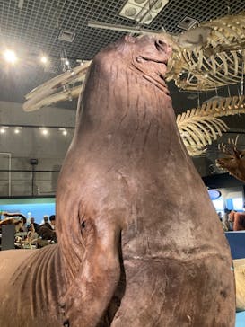 特別展「大哺乳類展３－わけてつなげて大行進」に投稿された画像（2024/4/29）