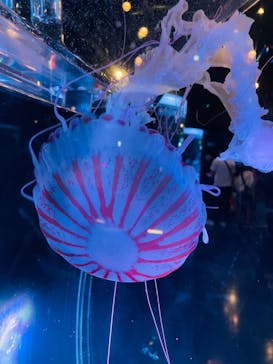 マクセル アクアパーク品川に投稿された画像（2024/4/29）