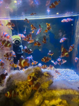 マクセル アクアパーク品川に投稿された画像（2024/4/29）