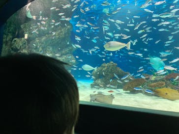 サンシャイン水族館に投稿された画像（2024/4/29）