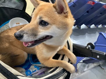 みんな大好き！！ペット王国に投稿された画像（2024/4/29）