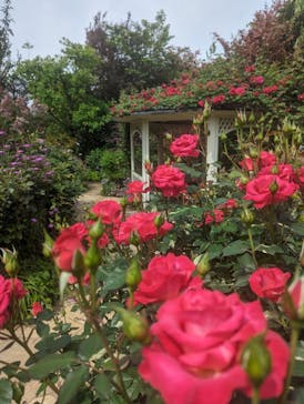 横浜イングリッシュガーデンに投稿された画像（2024/4/29）