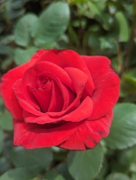 横浜イングリッシュガーデンに投稿された画像（2024/4/29）