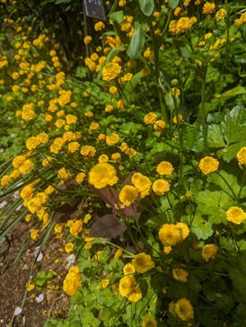 横浜イングリッシュガーデンに投稿された画像（2024/4/29）