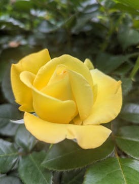 横浜イングリッシュガーデンに投稿された画像（2024/4/29）