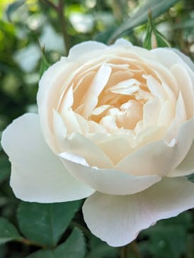 横浜イングリッシュガーデンに投稿された画像（2024/4/29）