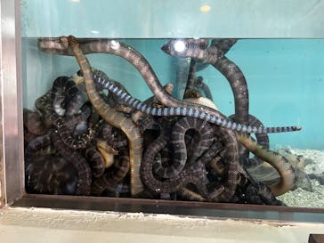 おきなわワールドに投稿された画像（2024/4/29）